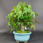 Preview: Bonsai - Fächerahorn, Acer Palmatum Nomura